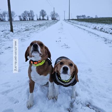 Photo 1/1 Vanille Chien lost in Vald yerre