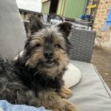 Picture of dog lost at Maillet
