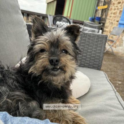 Photo 1/1 Leo Chien lost in Maillet