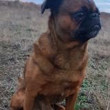 Picture of dog lost at Valras Plage