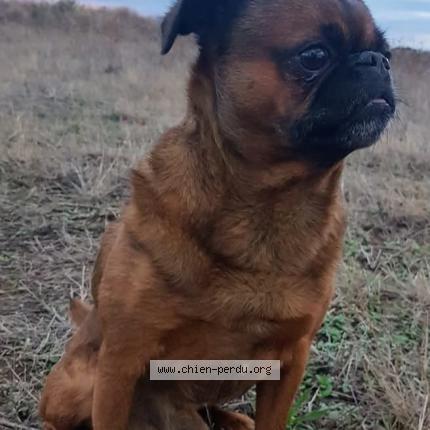 Photo 1/1 Titou Chien lost in Valras plage