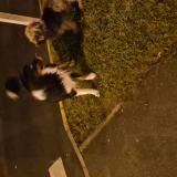 Picture of dog found at Persan