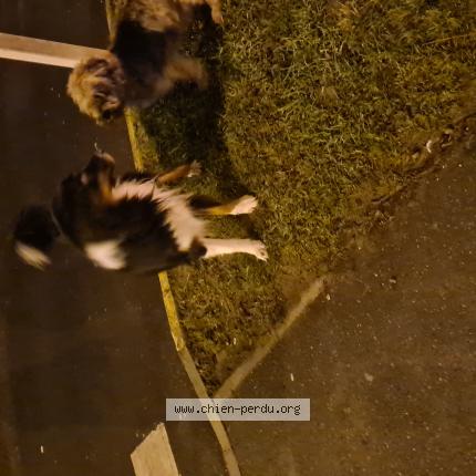 Photo 1/1 Found dog Found in Persan