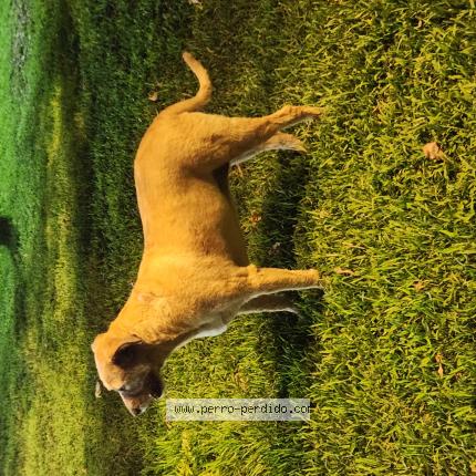 Photo 1/1 Found dog Found in Santiago de surco