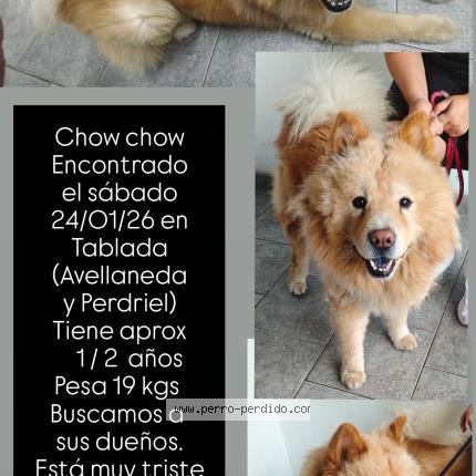 Photo 1/1 Found dog Found in Tablada