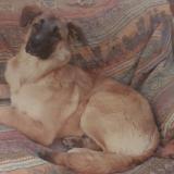 Picture of dog lost at Figueres