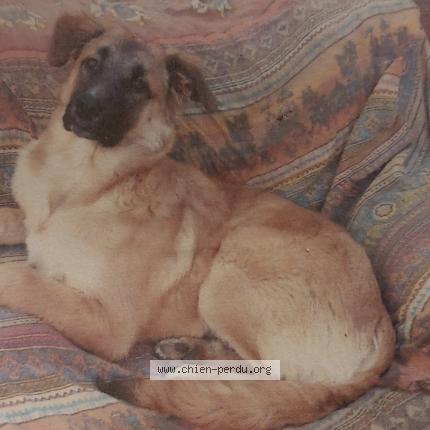 Photo 1/1 Chipie Chien lost in Figueres