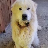 Picture of dog lost at Rouille