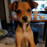 Picture of dog lost at Courcelles