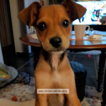 Photo 1/1 HOLLY Chien lost in Courcelles