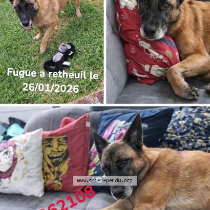 Photo 1/1 Nixy Chien lost in Retheuil