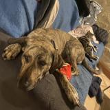 Picture of dog lost at Les Salles Du Gardon