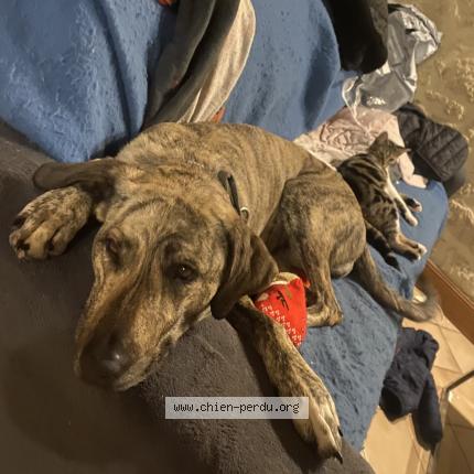 Photo 1/1 Dog reunited Lost in Les salles du gardon