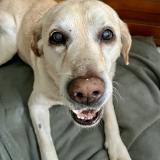 Picture of dog lost at Saint Genis D Hiersac