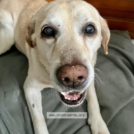 Photo 1/1 Gybb’s Chien lost in Saint genis d hiersac