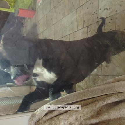 Photo 1/1 Found dog Found in Ige