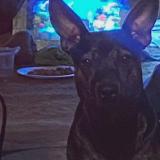 Picture of dog lost at Fort Worth