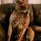 Picture of dog lost at Saint Augustin De Desmaures