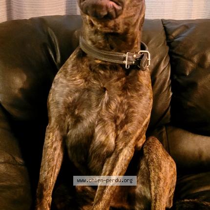 Photo 1/1 Charlo Chien lost in Saint augustin de desmaures
