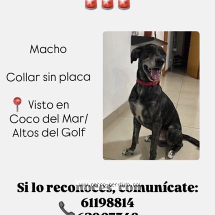 Photo 1/1 Found dog Found in Panama