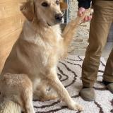 Picture of dog lost at Saint Jean De Sauves