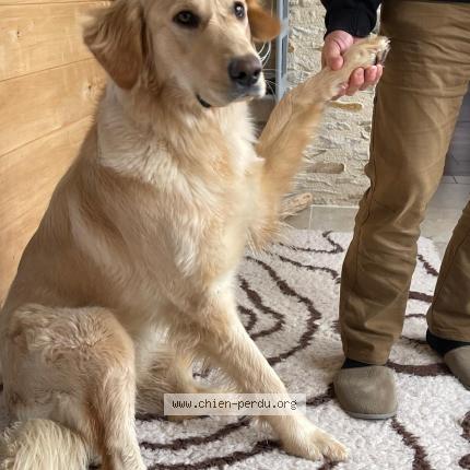 Photo 1/1 Josy Chien lost in Saint jean de sauves