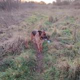 Picture of dog lost at Graignes Mesnil Angot