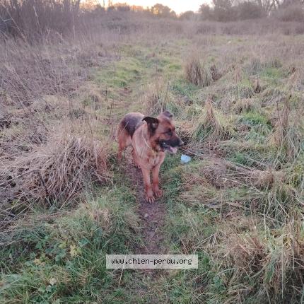 Photo 1/1 SENNA dite NANA Chien lost in Graignes mesnil angot