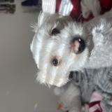 Picture of dog lost at Salinas