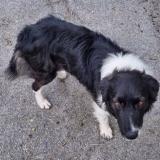 Picture of dog lost at Salon De Provence