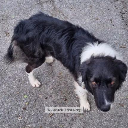 Photo 1/1 Dog reunited Lost in Salon de provence