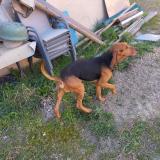 Picture of dog found at L Isle Sur La Sorgue
