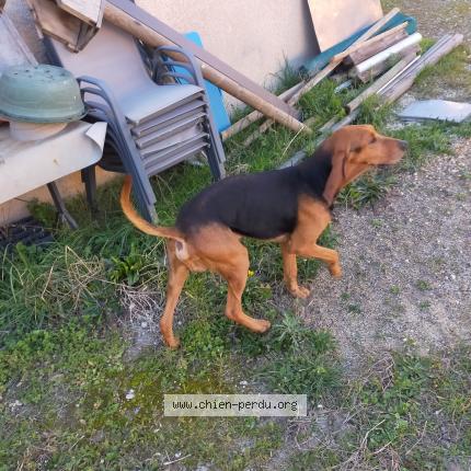 Photo 1/1 Found dog Found in L isle sur la sorgue