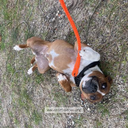 Photo 1/1 Reunited dog Found in Lacanau