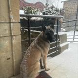 Picture of dog lost at St Bonnet Des Bruyere