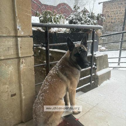 Photo 1/1 Iron Chien lost in St bonnet des bruyere