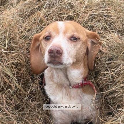 Photo 1/1 Toby Chien lost in Hiesville