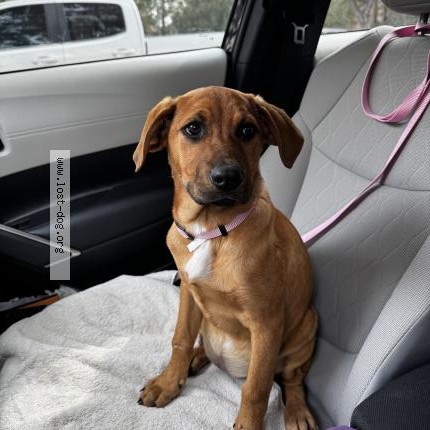Photo 1/1 Found dog Found in Humble