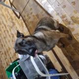 Picture of dog found at Castelsarrasin