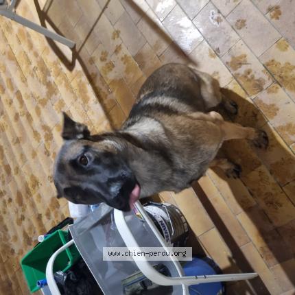 Photo 1/1 Found dog Found in Castelsarrasin