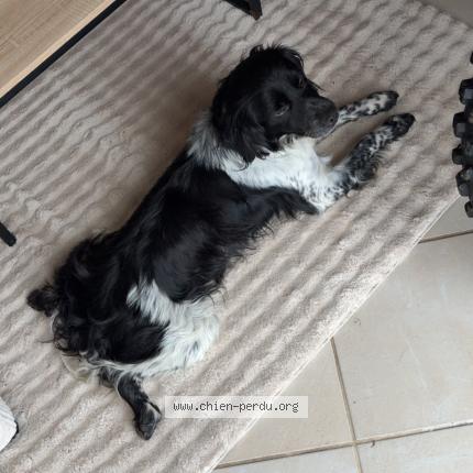 Photo 1/1 Manolo Chien lost in Evricourt