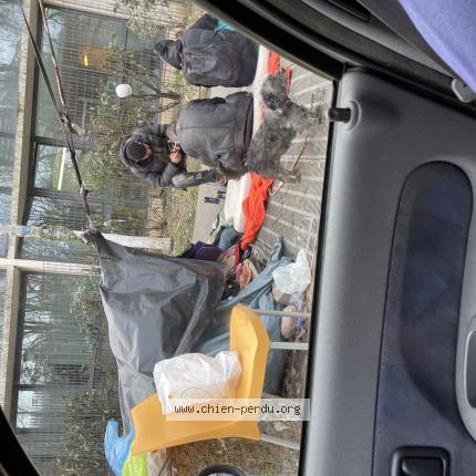 Photo 1/1 Found dog Found in Paris