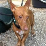 Picture of dog lost at Bouge