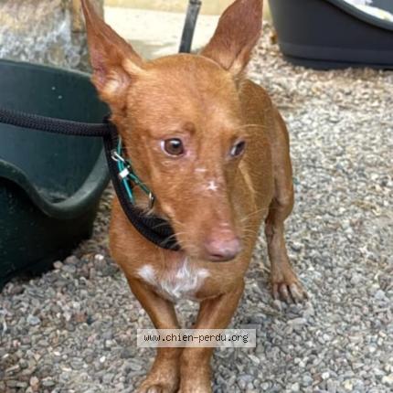 Photo 1/1 PEQUENIO Chien lost in Bouge
