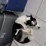 Picture of dog lost at Morrow