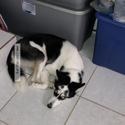 Photo 1/1 Nala Dog lost in Morrow