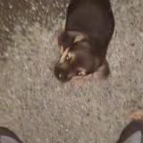 Picture of dog lost at Bourges