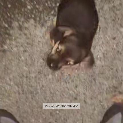 Photo 1/1 Cookies Chien lost in Bourges