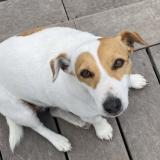 Picture of dog lost at Carry Le Rouet