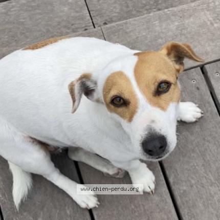 Photo 1/1 Cira Chien lost in Carry le rouet